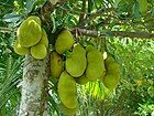 National fruit: Jackfruit