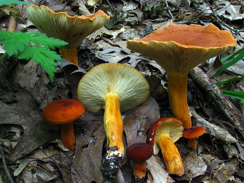 File:Lactarius volemus 54887.jpg