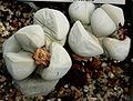 Lapidaria margaretae