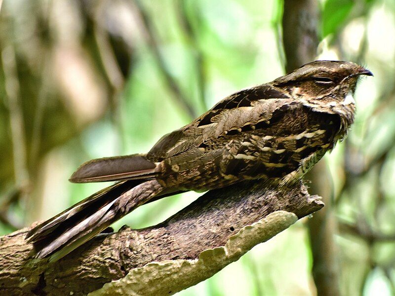 File:Large Tailed Nightjar.jpg