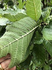 Underside of leaf