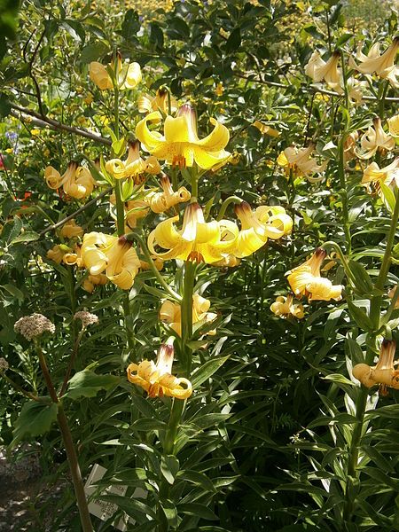 File:Lilium monadelphum 01.jpg