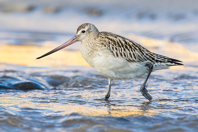 File:Limosa lapponica lapponica.jpg