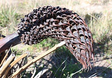 Macrozamia fraseri cone