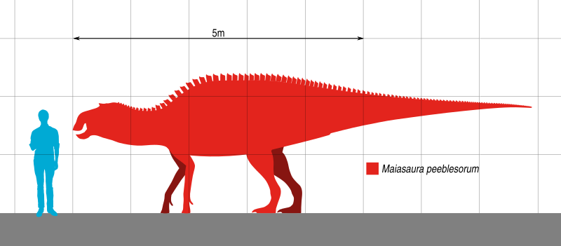 File:Maiasaura Scale.svg