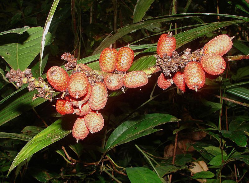 File:Mauritiella armata (19854315082).jpg