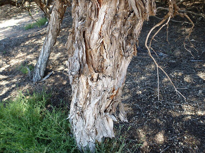 File:Melaleuca cardiophylla (bark).JPG