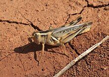 Melanoplus packardii