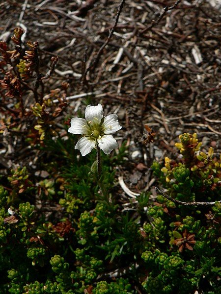 File:Minuartia obtusiloba 21020.JPG