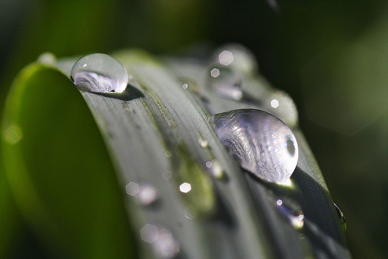 File:Monkey grass droplets.jpg