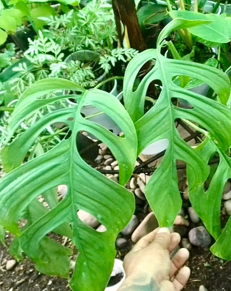 File:Monstera gracilis.webp