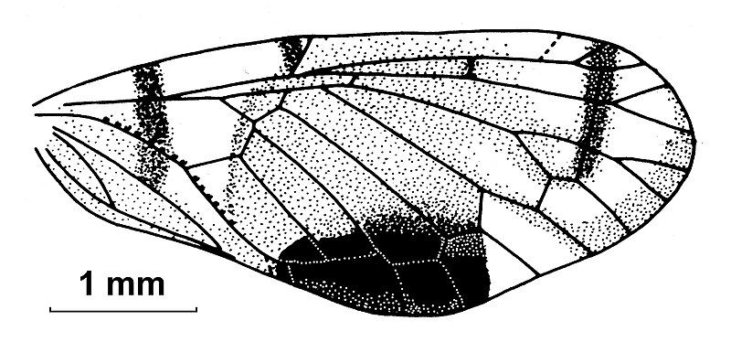 File:Muiralevu coniunctus.jpg