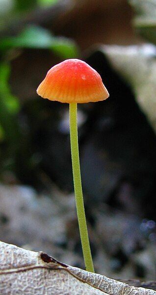 File:Mycena acicula 85767.jpg