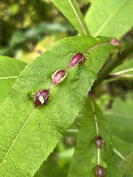 File:Neolasioptera vernoniae galls.jpg