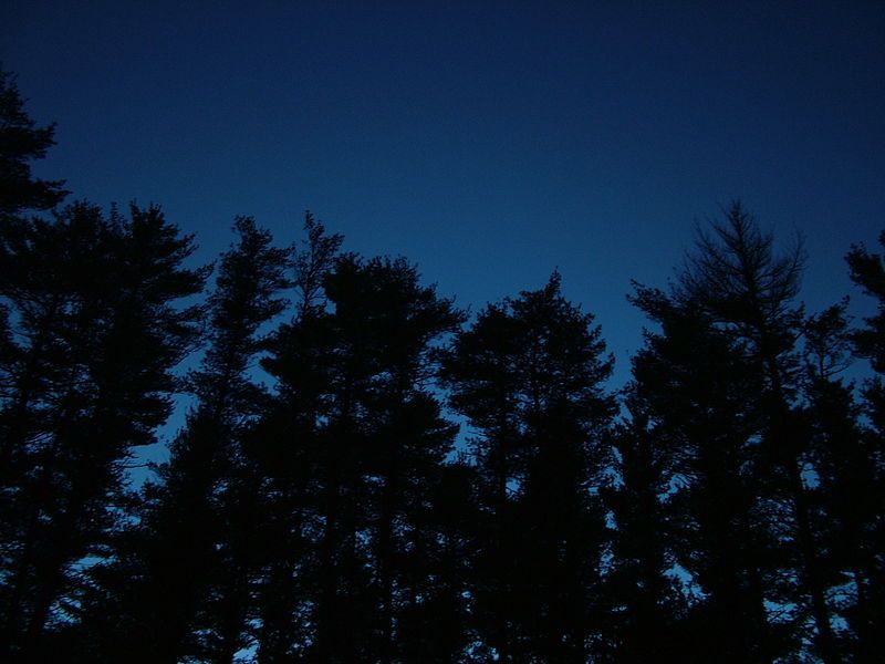 File:Nighttrees.jpg