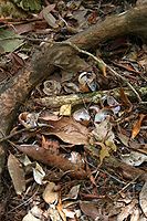 Noisy Pitta feeding "anvil"