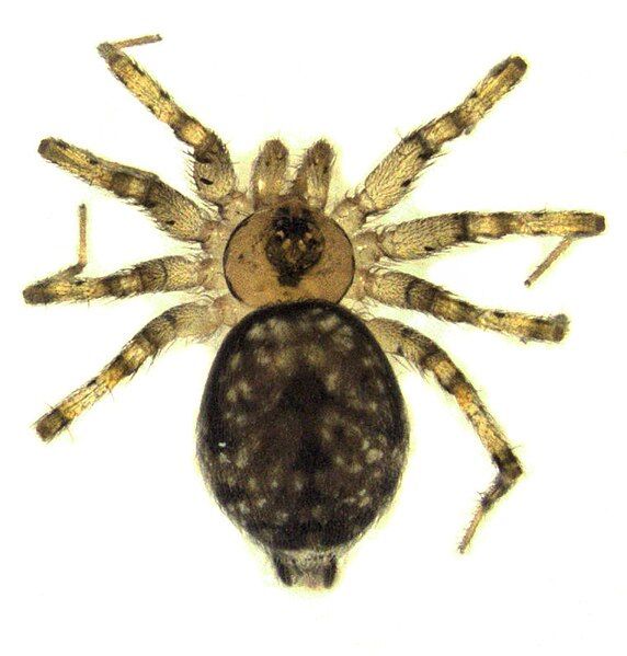 File:Oecobius navus.jpg