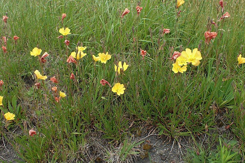 File:Oenothera stricta kz7.jpg