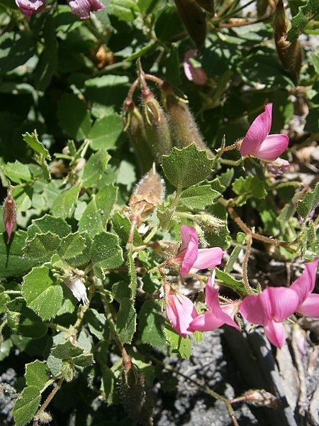 File:Ononis rotundifolia 01.JPG