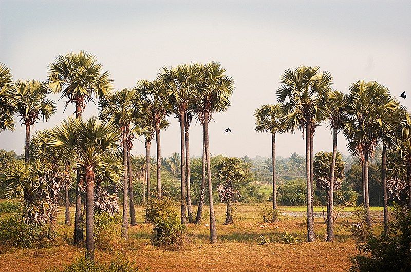 File:Palm Tamil Nadu.jpg