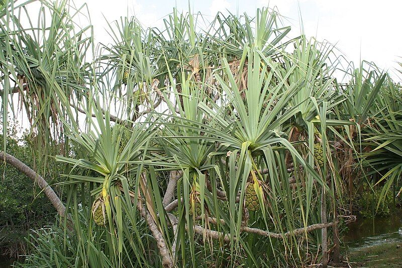 File:Pandanus solms-laubachii 3zz.jpg