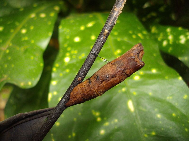 File:Papilio clytia1.JPG