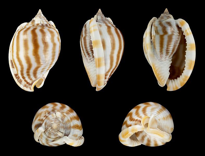 File:Phalium flammiferum 01.JPG