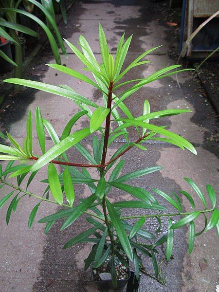 File:Podocarpus costalis.JPG