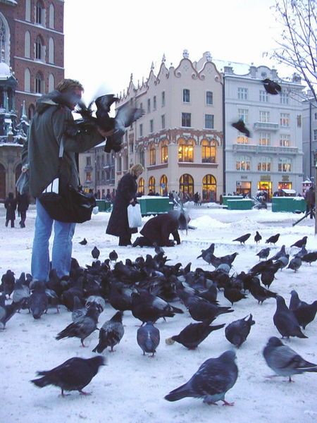 File:Poland-Krakow-Pigeons.jpg