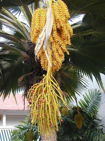 File:Pritchardia flowers.jpg