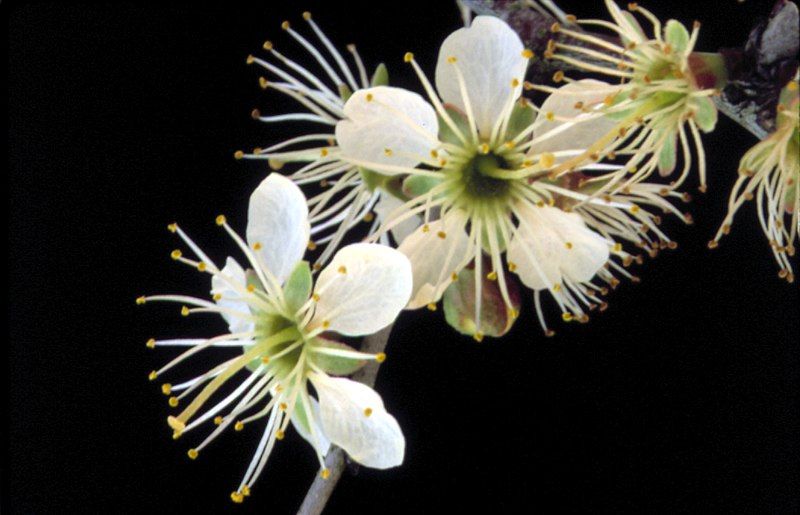 File:Prunus geniculata flowers.jpg