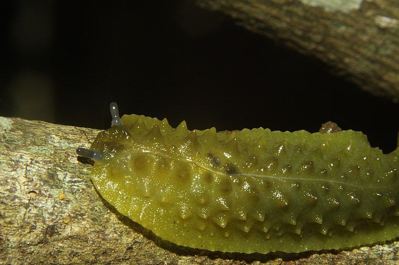 File:Pseudaneitea papillata.jpg