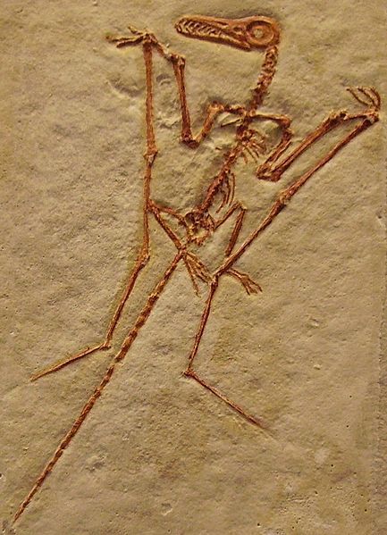 File:Rhamphorhynchus longicaudus.jpg