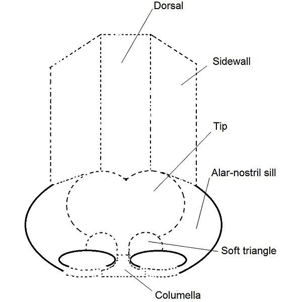 File:Rhinoplasty-nose diagram-nasal subunits-labelled.jpg