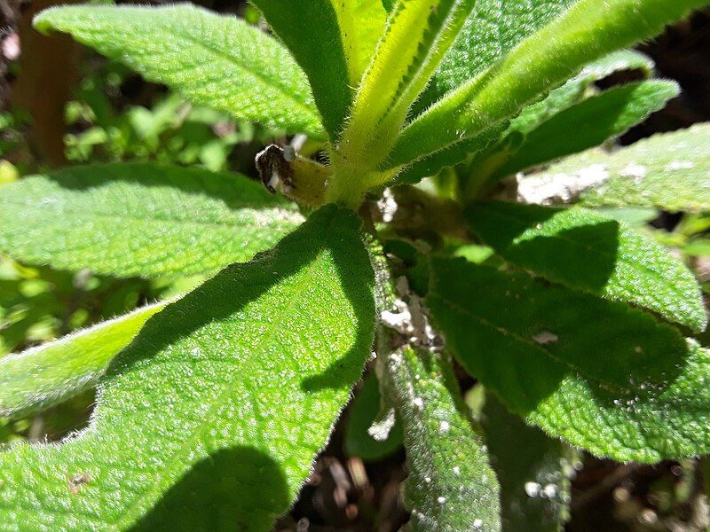 File:Rhytidophyllum Tomentosum (2).jpg