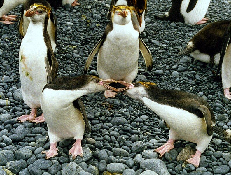 File:Royal penguins arguing.jpg