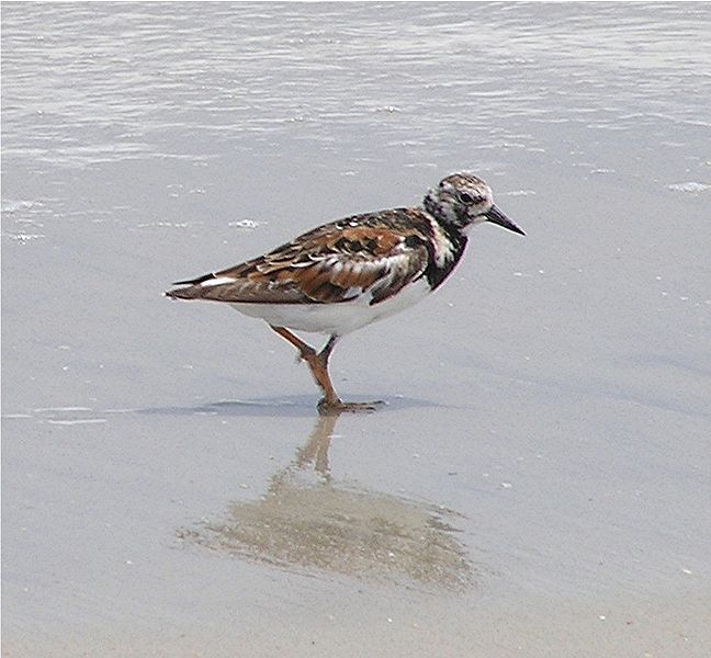 File:Ruddy turnstone.jpg