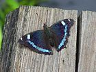 Upperside of Japanese subspecies