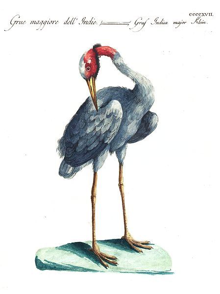 File:Sarus crane Manetti.jpg