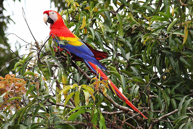 File:Scarlet-Macaw-cr.jpg