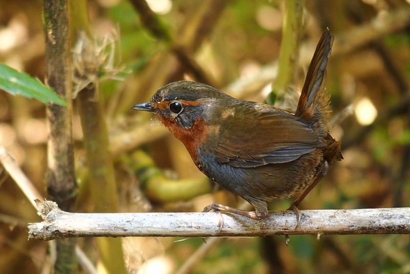 File:Scelorchilus rubecula.JPG