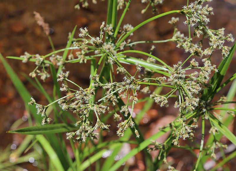 File:Scirpus microcarpus 3.jpg