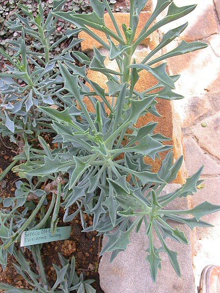 File:Senecio kleiniiformis.jpg