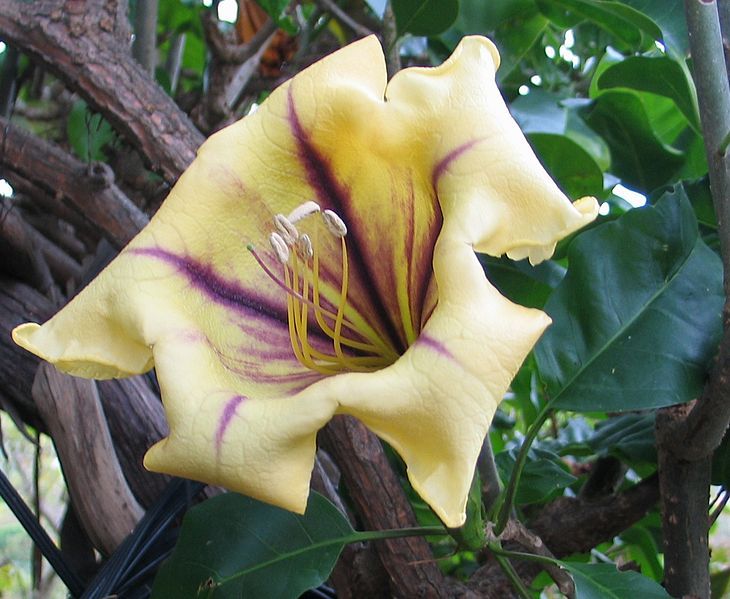 File:Solandra maxima 1.jpg