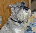 Standard Schnauzer