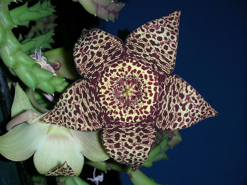 File:Stapelia.JPG