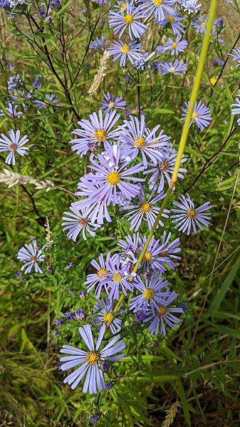 File:Symphyotrichum subspicatum 88467886.jpg