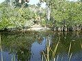 Alligators a common sight along Tamiami Trail