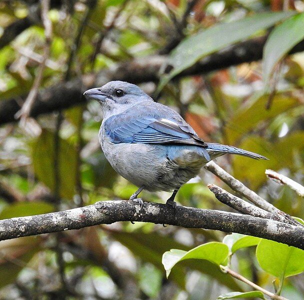 File:Thraupis cyanoptera 342378715.jpg