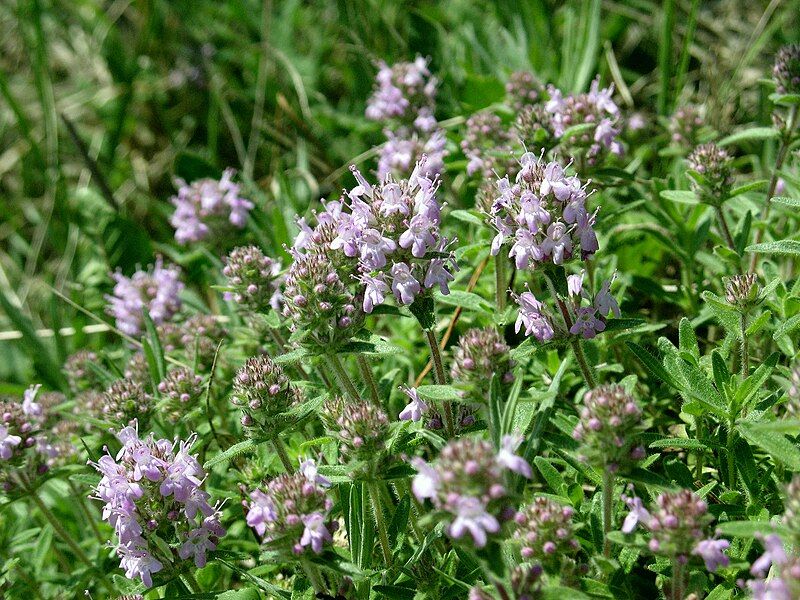 File:Thymus pannonicus 003.jpg